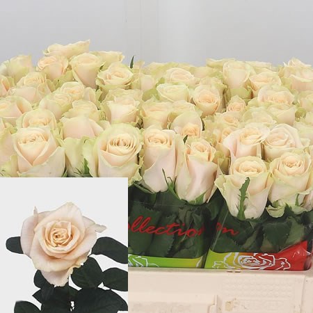 Rose Charmant 40cm | Wholesale Dutch Flowers & Florist Supplies UK