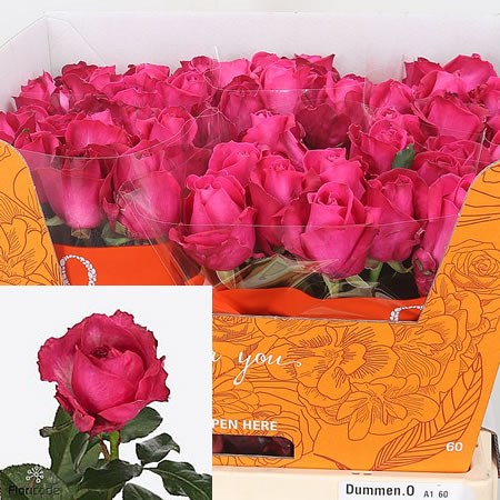 Rose Cherry Avalanche