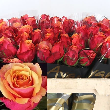 Rose Cherry Brandy