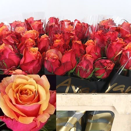 Rose Cherry Brandy