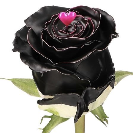 Rose Choco Black Beauty (Waxed)