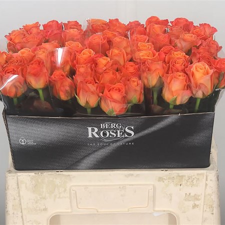 Rose Clarence