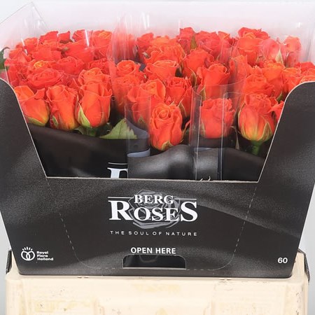 Rose Clarence