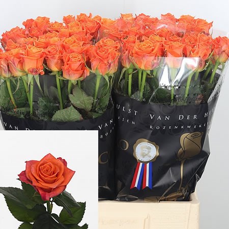 Rose Colandro (Small)