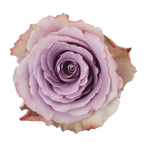 Colombian Rose Lilac (our choice)