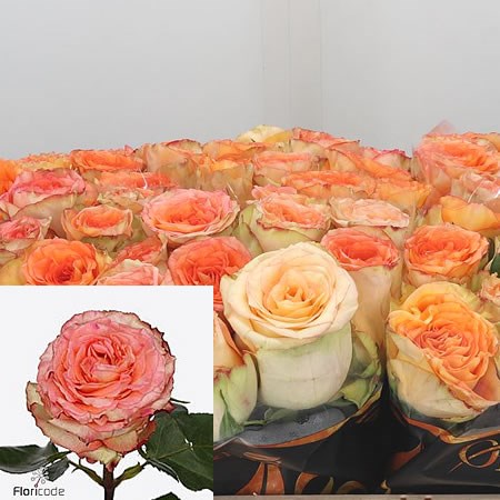 Rose Colosseum 50cm | Wholesale Dutch Flowers & Florist Supplies UK