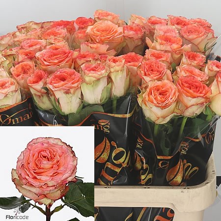Rose Colosseum 80cm | Wholesale Dutch Flowers & Florist Supplies UK