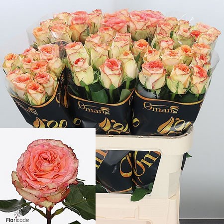 Rose Colosseum 90cm | Wholesale Dutch Flowers & Florist Supplies UK
