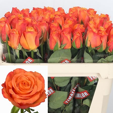 Rose Confidential