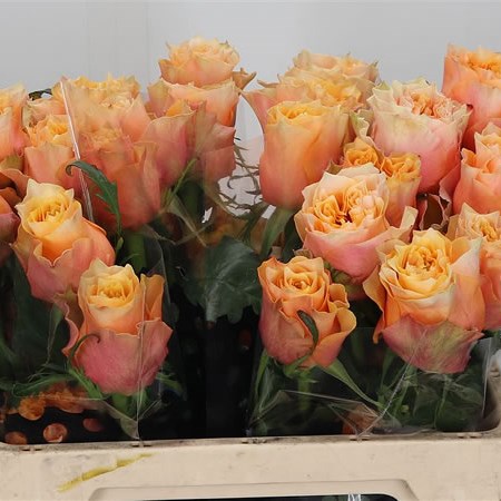 Rose Copperfield (Ecuador)