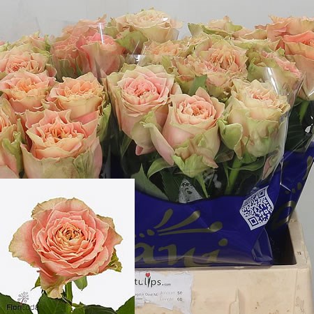 Rose Count Spirit Louise 60cm | Wholesale Dutch Flowers & Florist ...