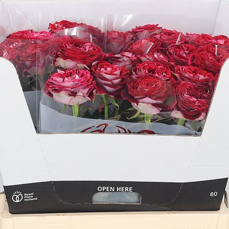 Rose Country Spirit Kiss
