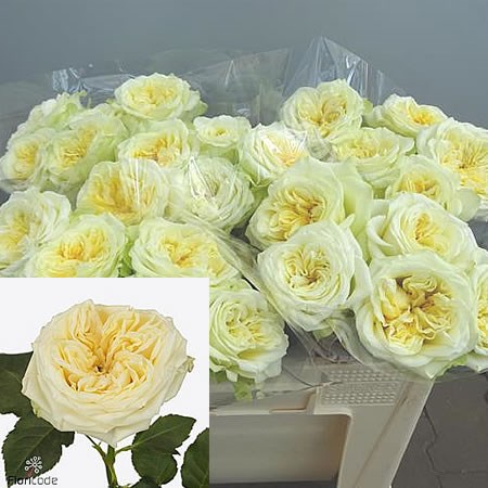 Rose Country Spirit Wedding