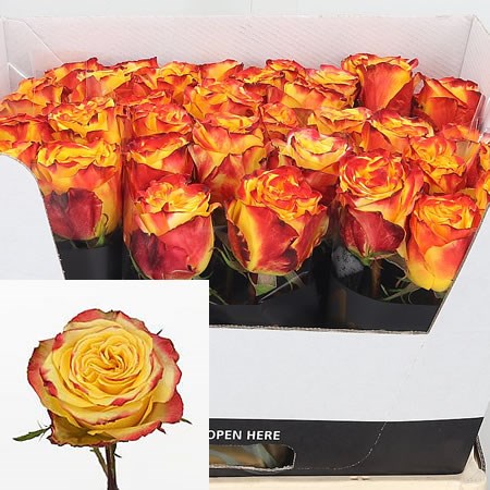 Rose Crimson Sky 60cm Wholesale Dutch Flowers Florist Supplies Uk Rose Crimson Sky 60cm Wholesale Dutch Flowers Florist Supplies Uk
