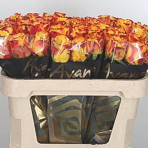 Rose Crimson Sky 70cm Wholesale Dutch Flowers Florist Supplies Uk Rose Crimson Sky 70cm Wholesale Dutch Flowers Florist Supplies Uk