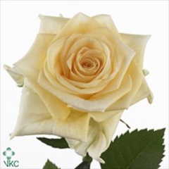Rose Creme de la Creme