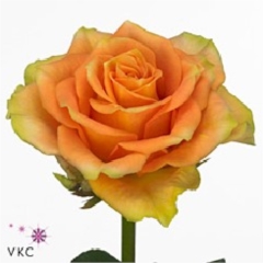 Rose Cuba Libre