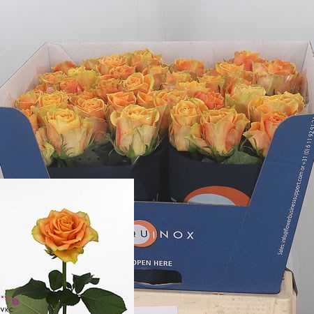 Rose Cuba Libre 50cm | Wholesale Dutch Flowers & Florist Supplies UK