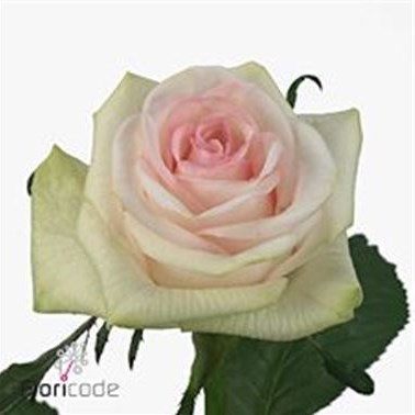 ROSE CUPCAKE