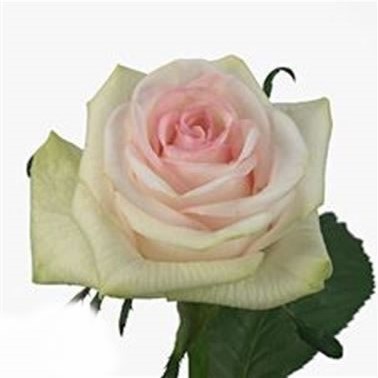 Rose Cupcake