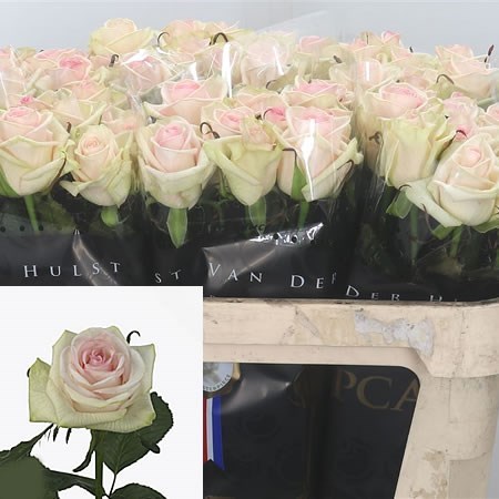 Rose cupcake