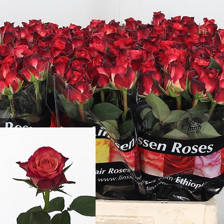 Rose Dark Vampire