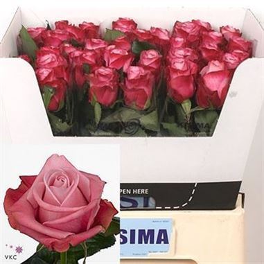 Rose deep water