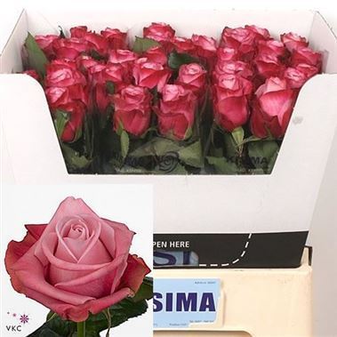Rose deep water