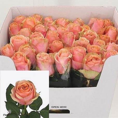 Rose Dividend 50cm | Wholesale Dutch Flowers & Florist Supplies UK