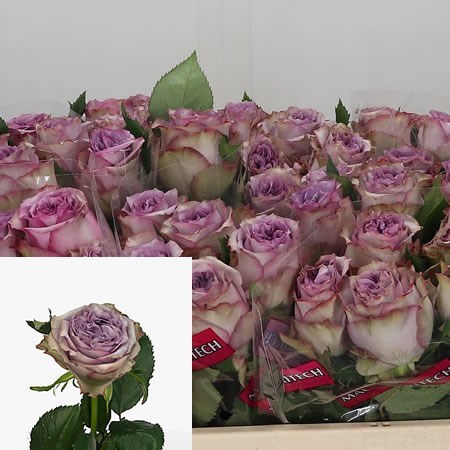Rose Dolcetto