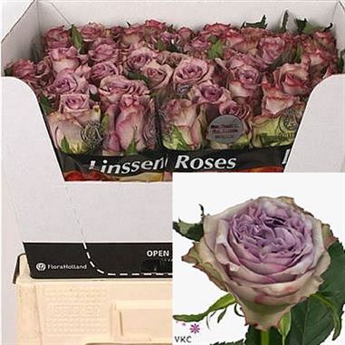 Rose dolcetto