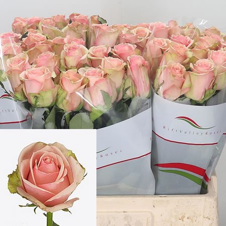 Rose Donnatella