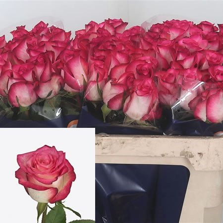 Rose Double Fashion