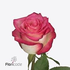 Rose Double Fashion