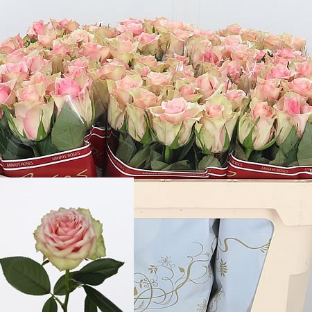 Rose Dreamland