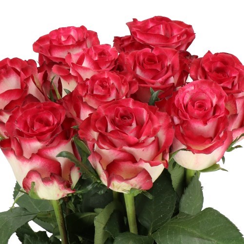 Rose Ducati