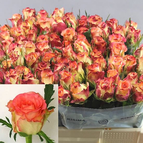 Rose Duett 40cm (small headed)