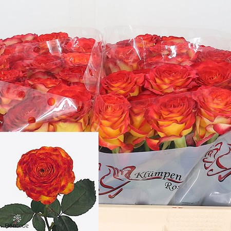 Rose Dutch Fire