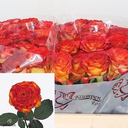 Rose Dutch Fire