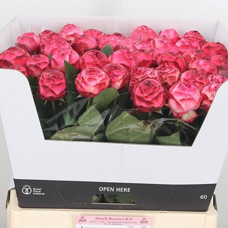 Rose Dutch Magic