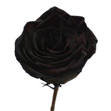 Rose Dyed Black