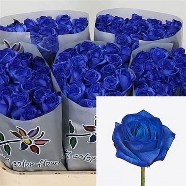 Rose Dyed Blue