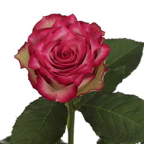 Rose E-vent