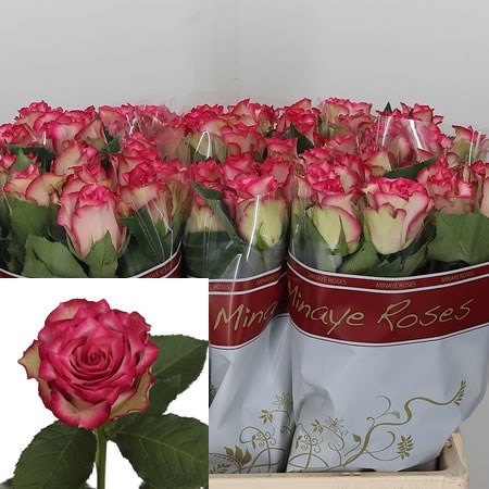 Rose E-vent