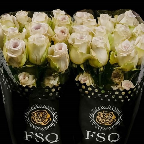Rose Early Gray (Ecuadorian Large Heads)