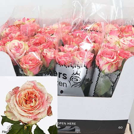 Rose Electra 60cm | Wholesale Dutch Flowers & Florist Supplies UK