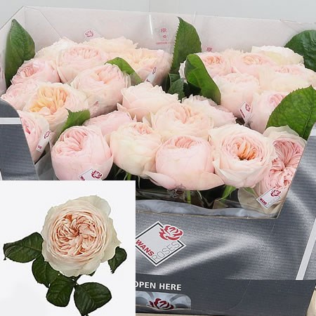 Rose Emma Woodhouse