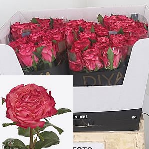 Rose Enchantment