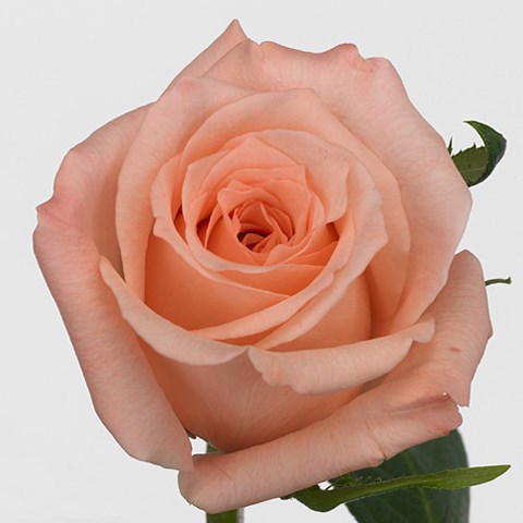 Rose Engagement