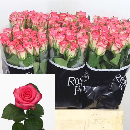 ROSE ENSEMBLE 40CM (SMALL HEADED)
